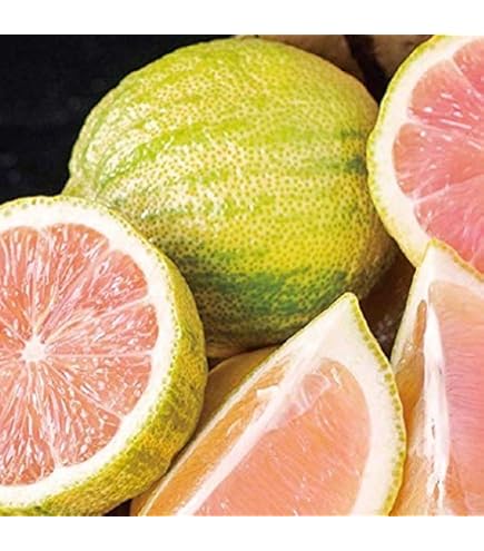 Amazon.co.jp: ピンクレモネード 【特選2年生苗木】 レモンの木